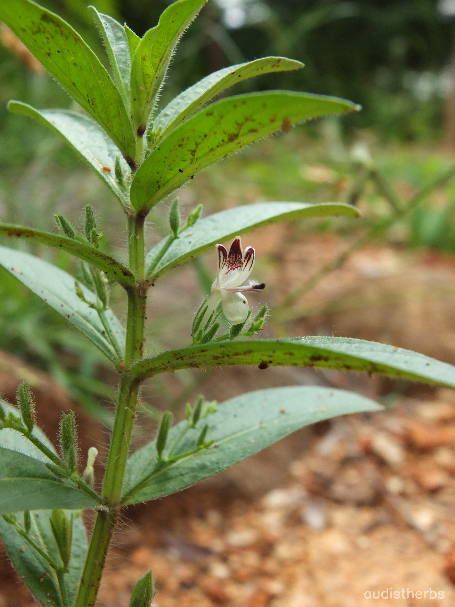 Andrographis echioides fullplant4.jpg